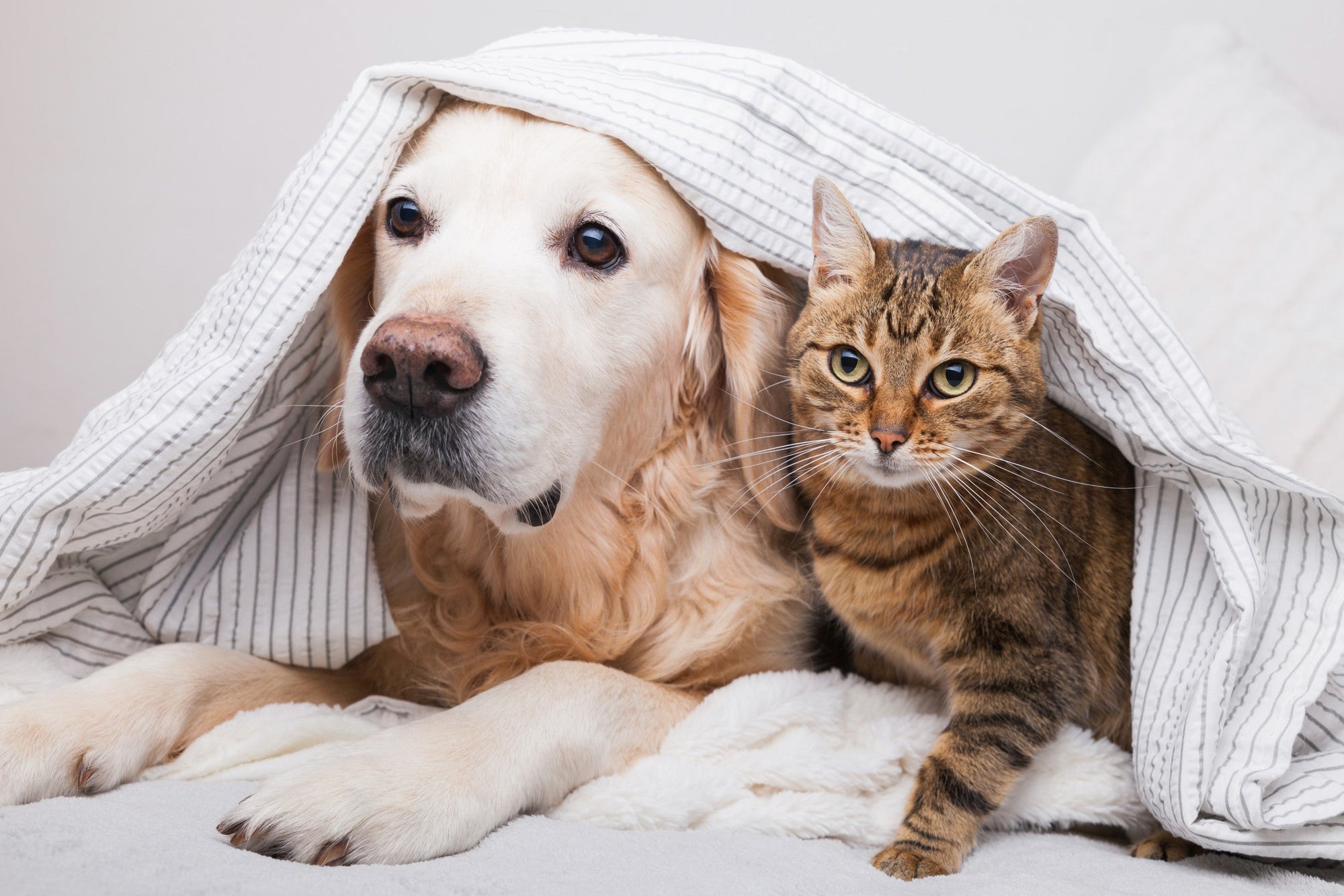 How much protein your dog or cat should eat a day