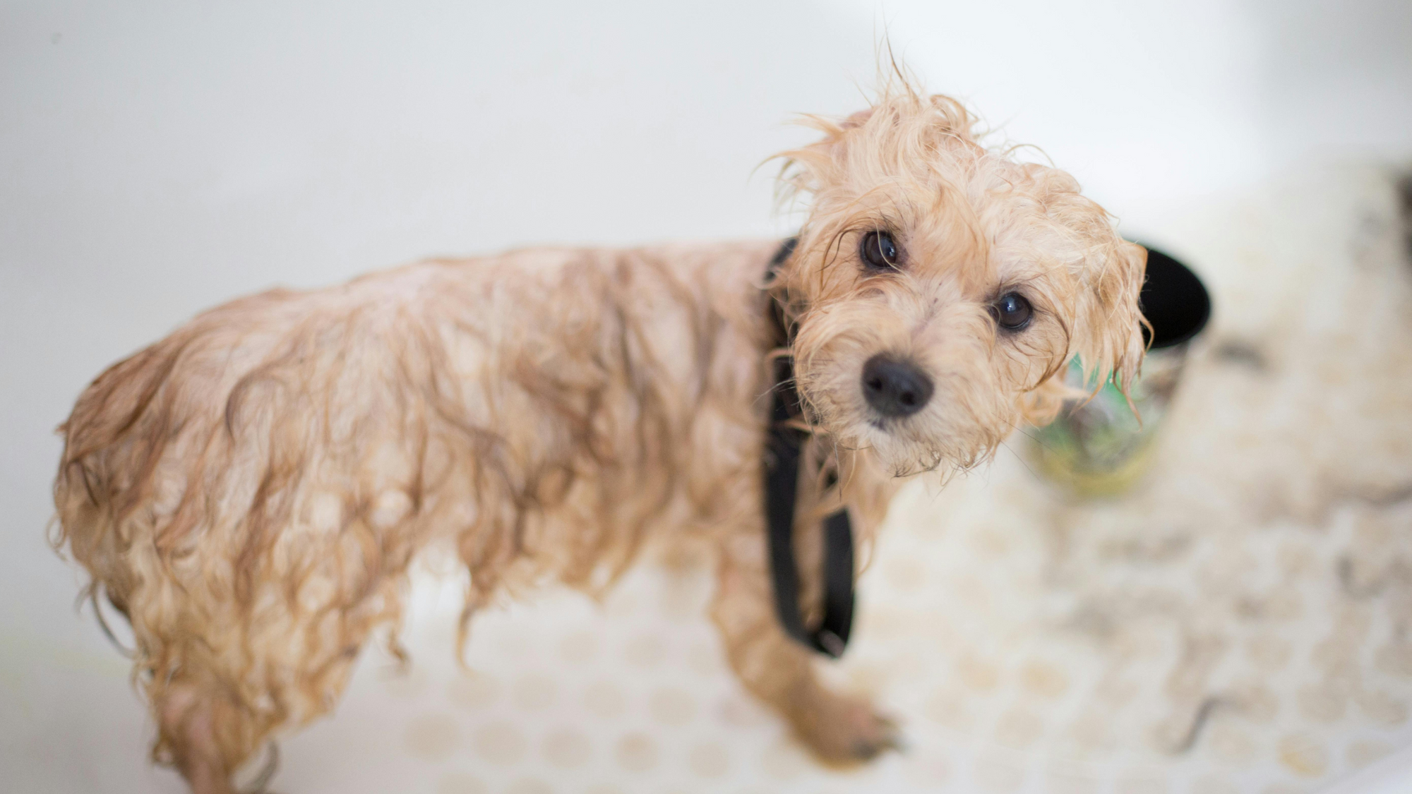 What to look for in a dog shampoo