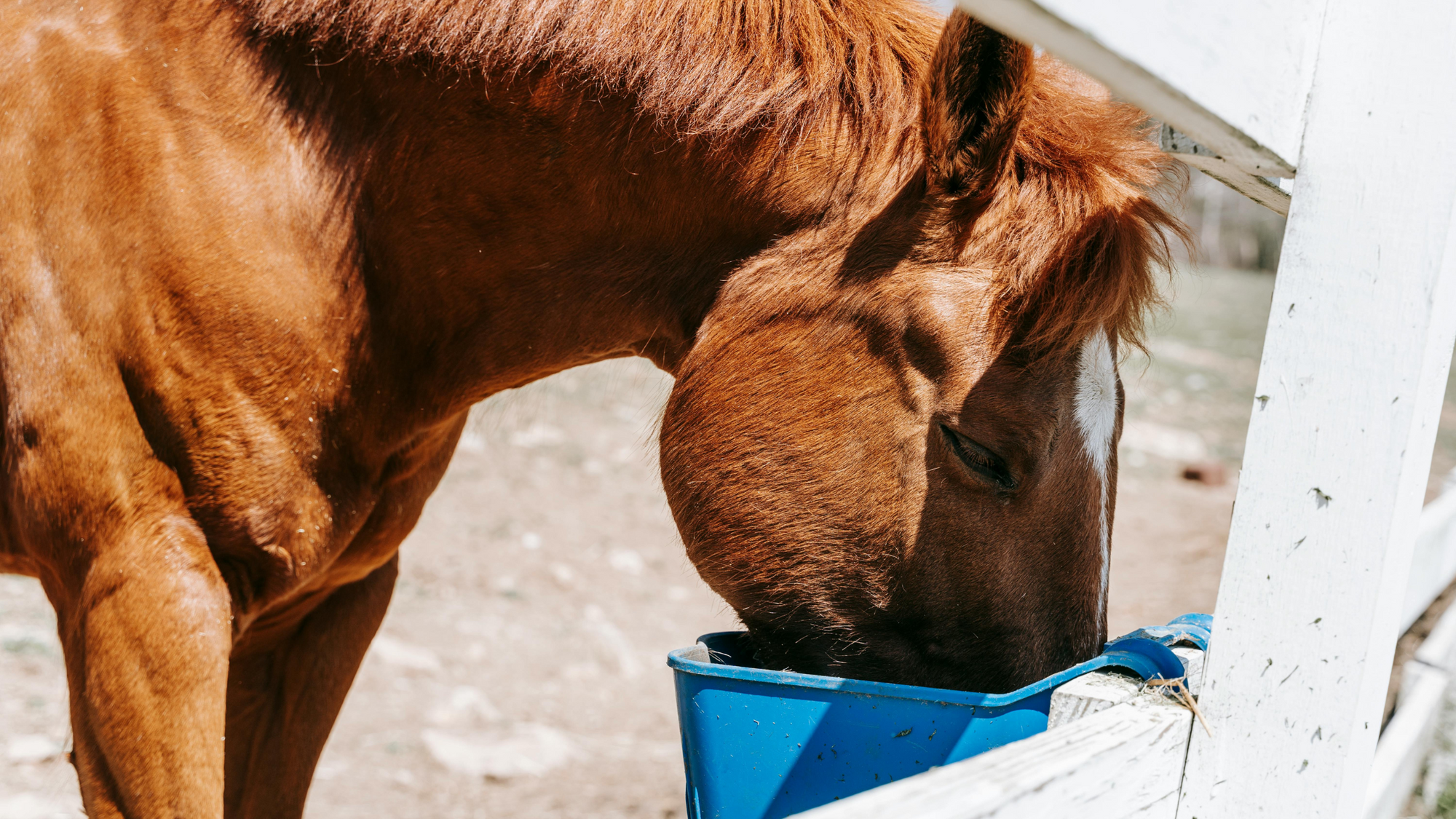 Importance of Quality Feed and Nutrition for Horses