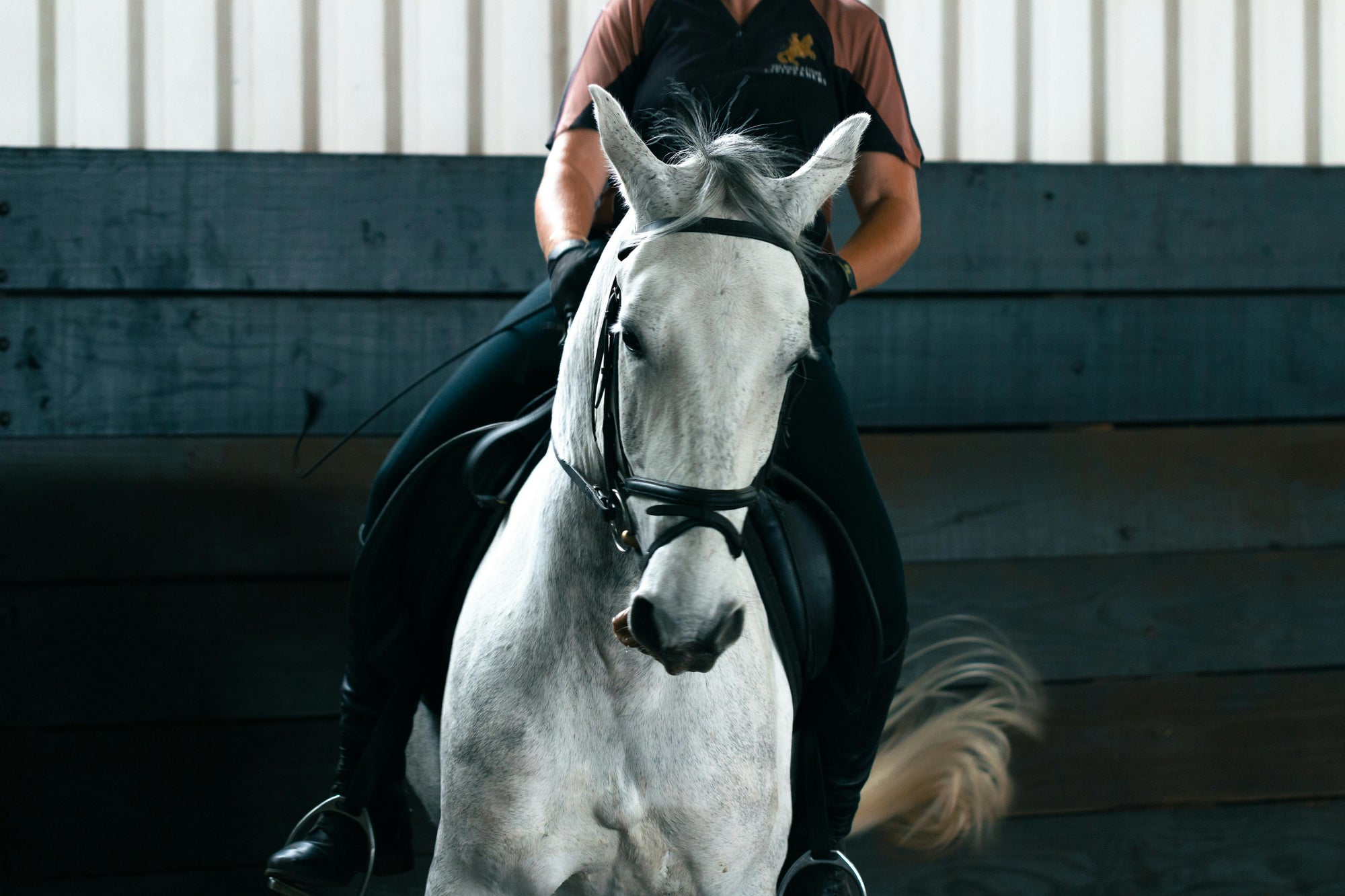 Essential equine products for every horse owner