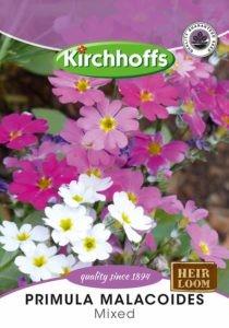 Flower Seed - Primula Mixed