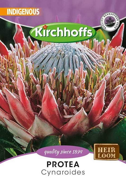 Flower Seed - Protea Cynaroides