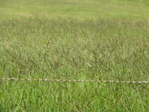 Grass Seed - Smutsvinger 5Kg