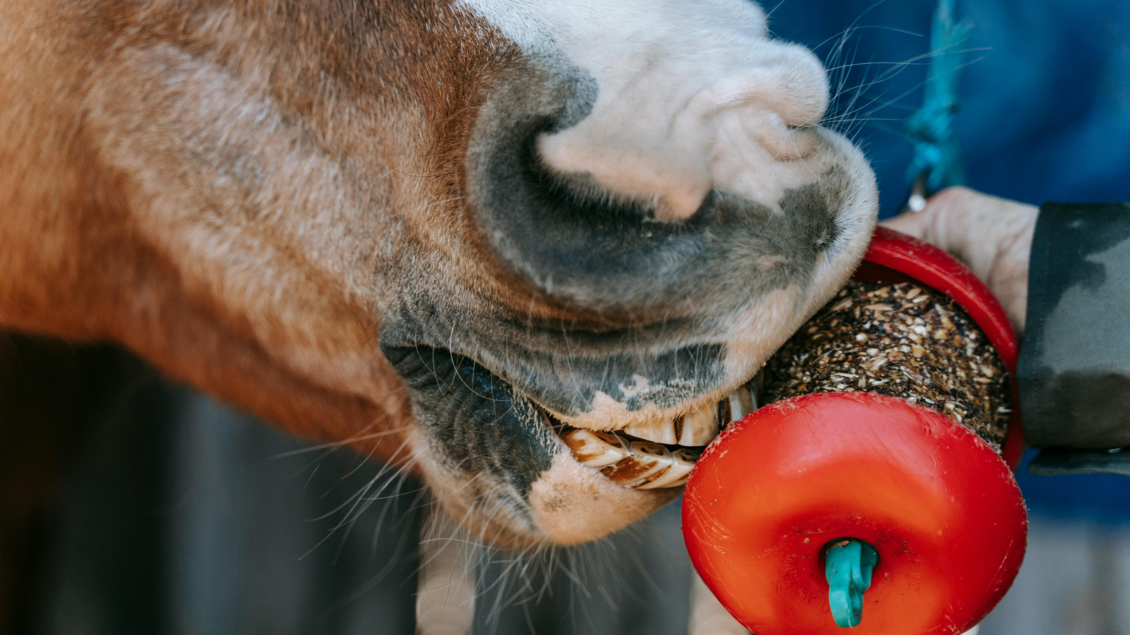 Should I be giving my horse electrolytes?