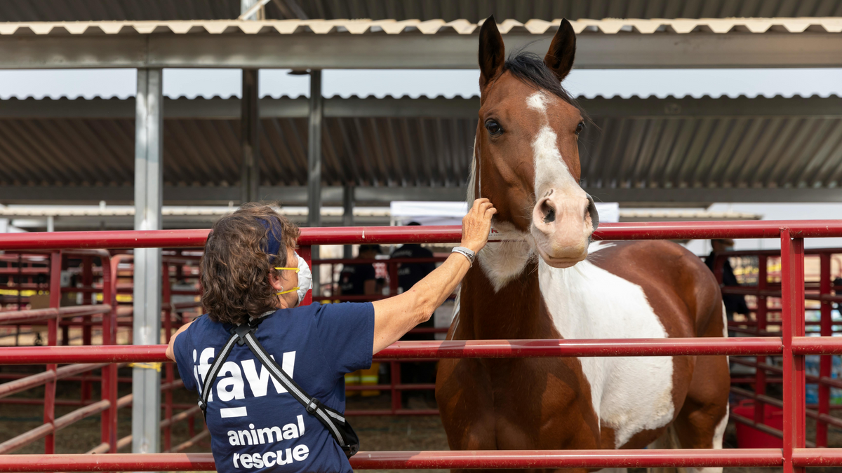 What horse diseases can be transmitted through insects?