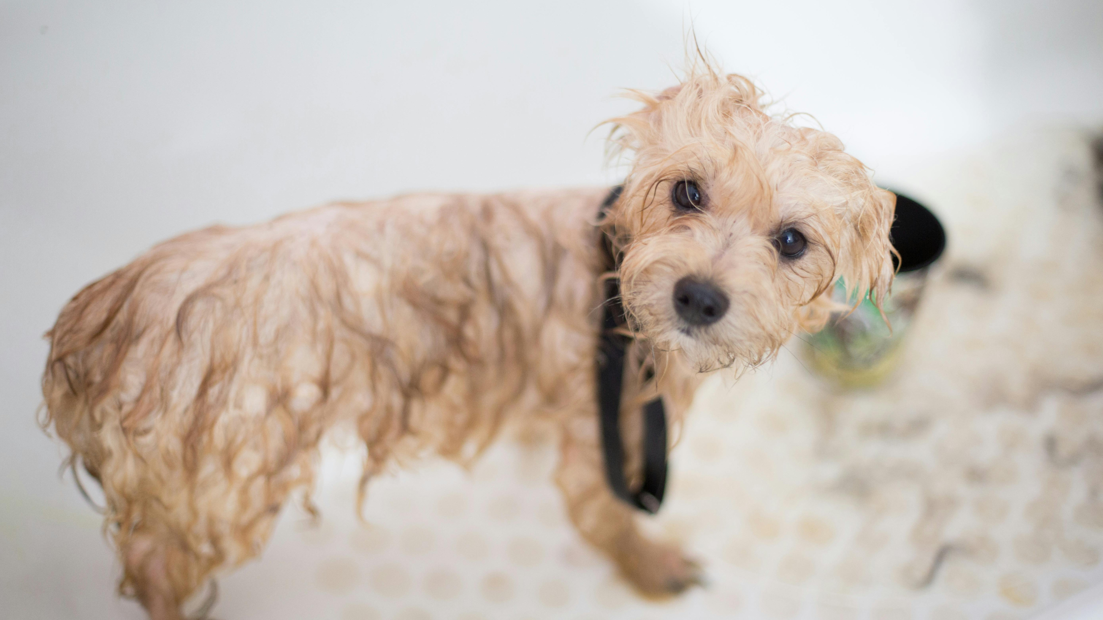 A photo of a dog bathing with the right shampoo