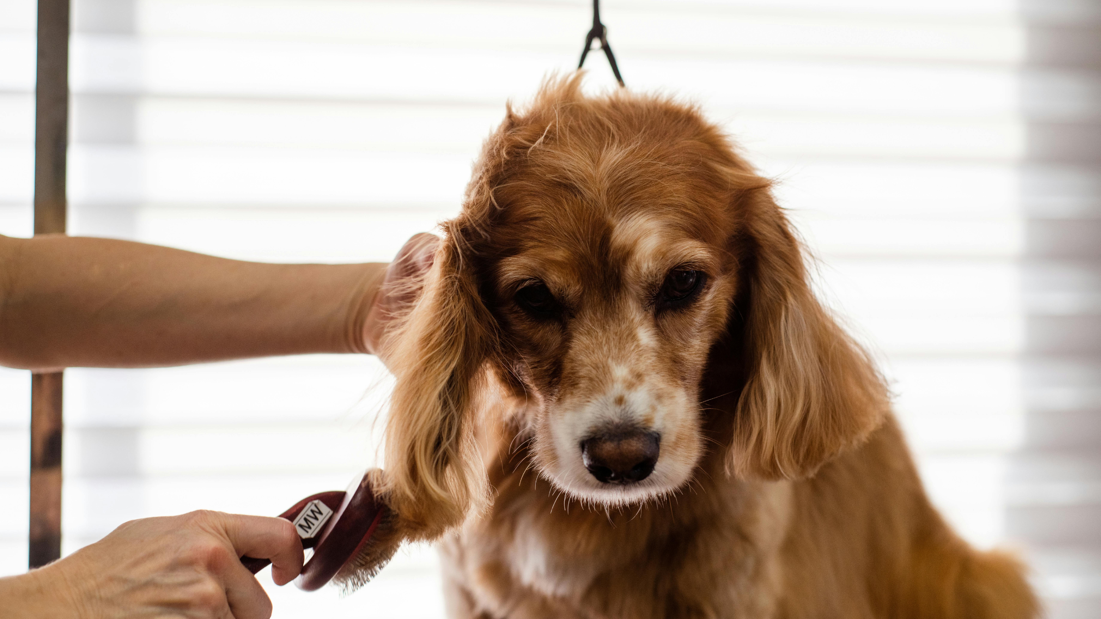 The ultimate guide to dog grooming products