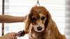 The ultimate guide to dog grooming products