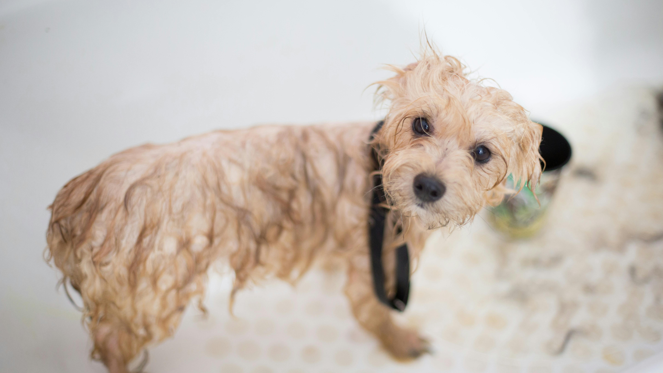 What makes a good dog shampoo?