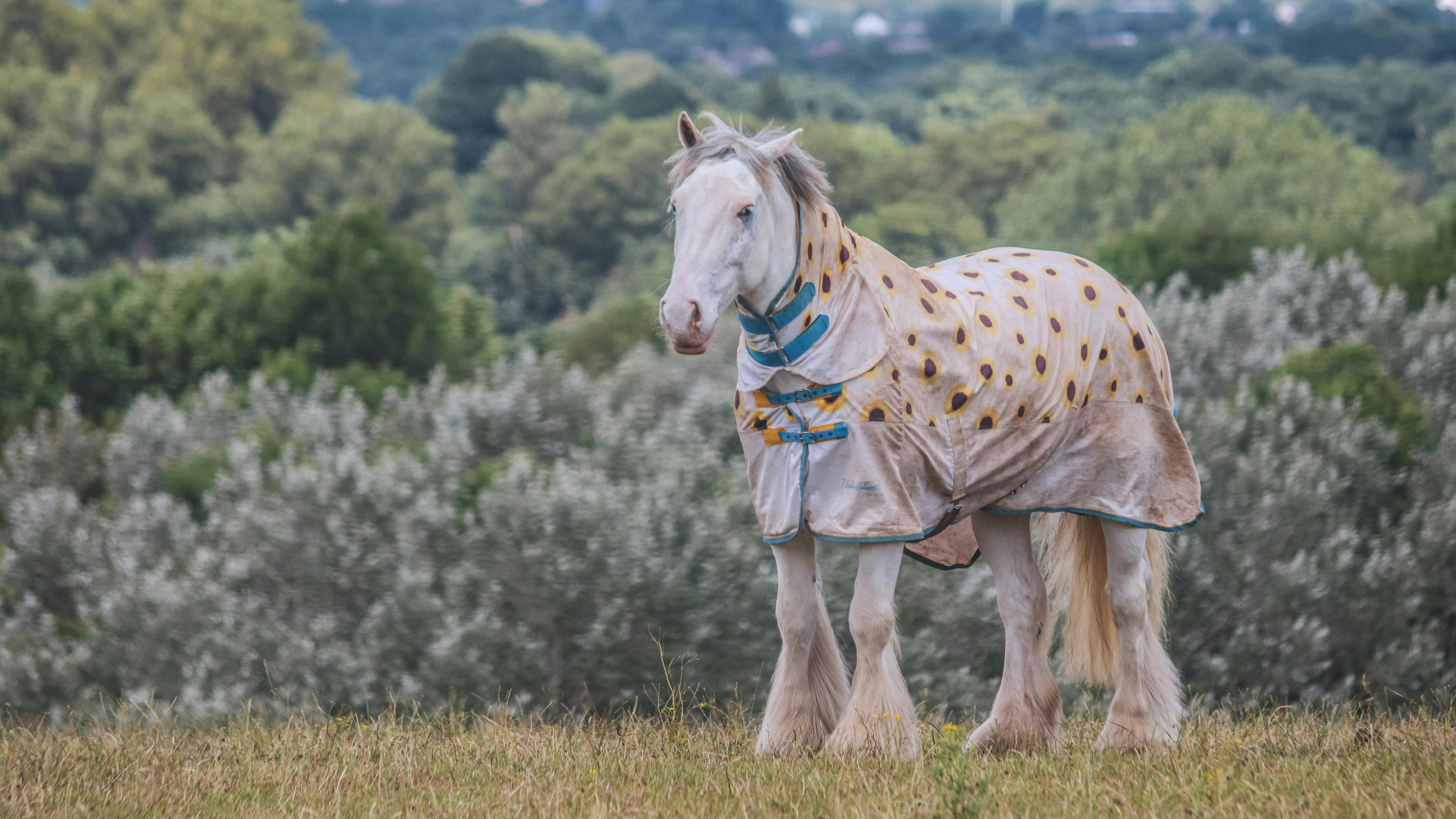 How to choose the right horse blanket