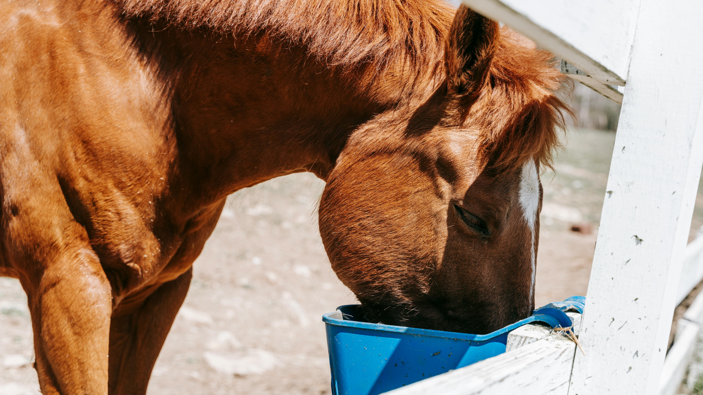 A photo of a horse eating a nutritious diet