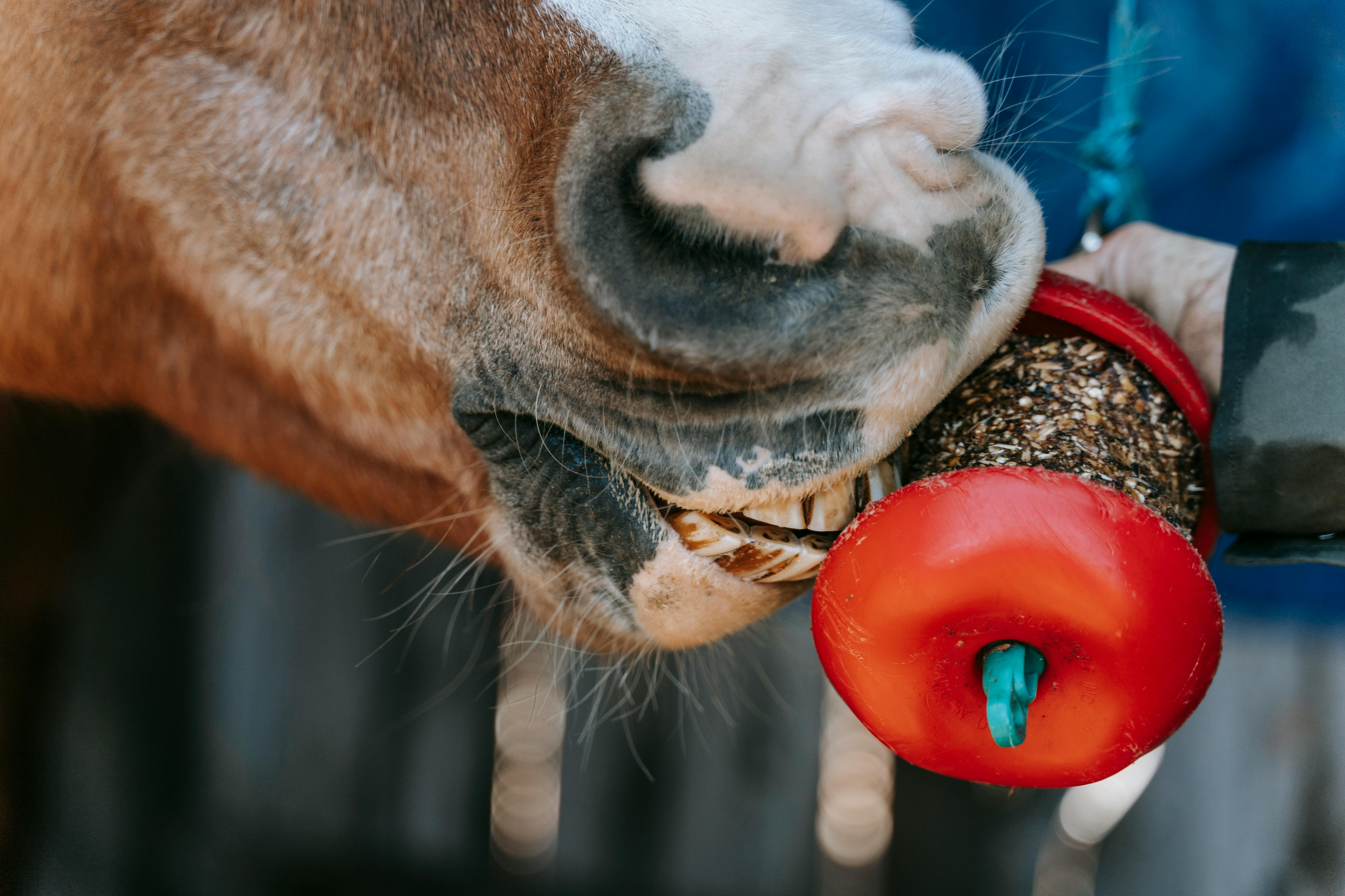 A photo of a horse eating nutritious feed 