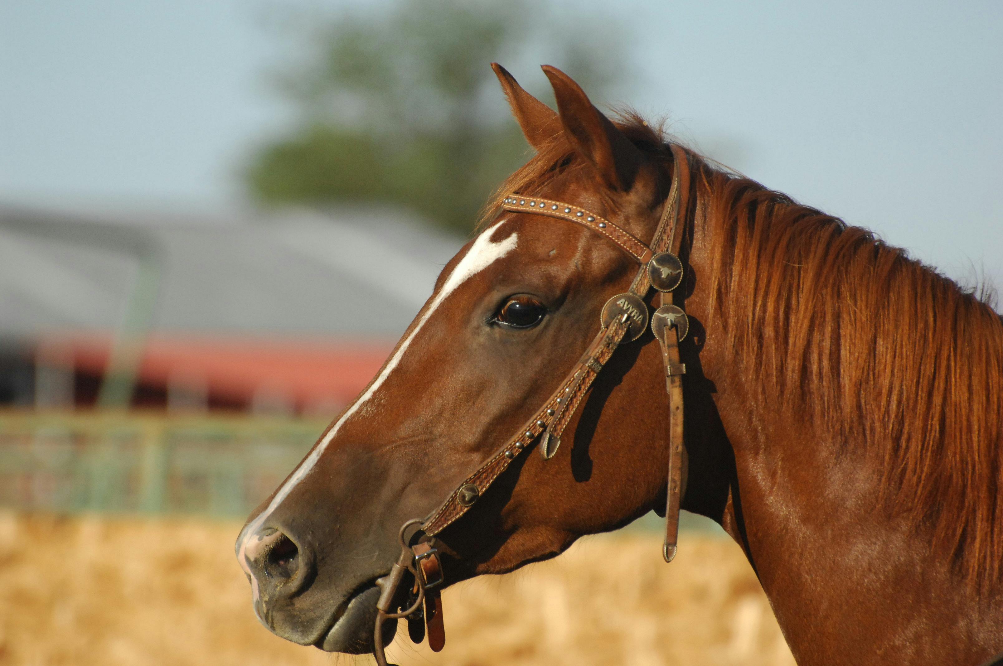 Effective fly control strategies for your horse and stable