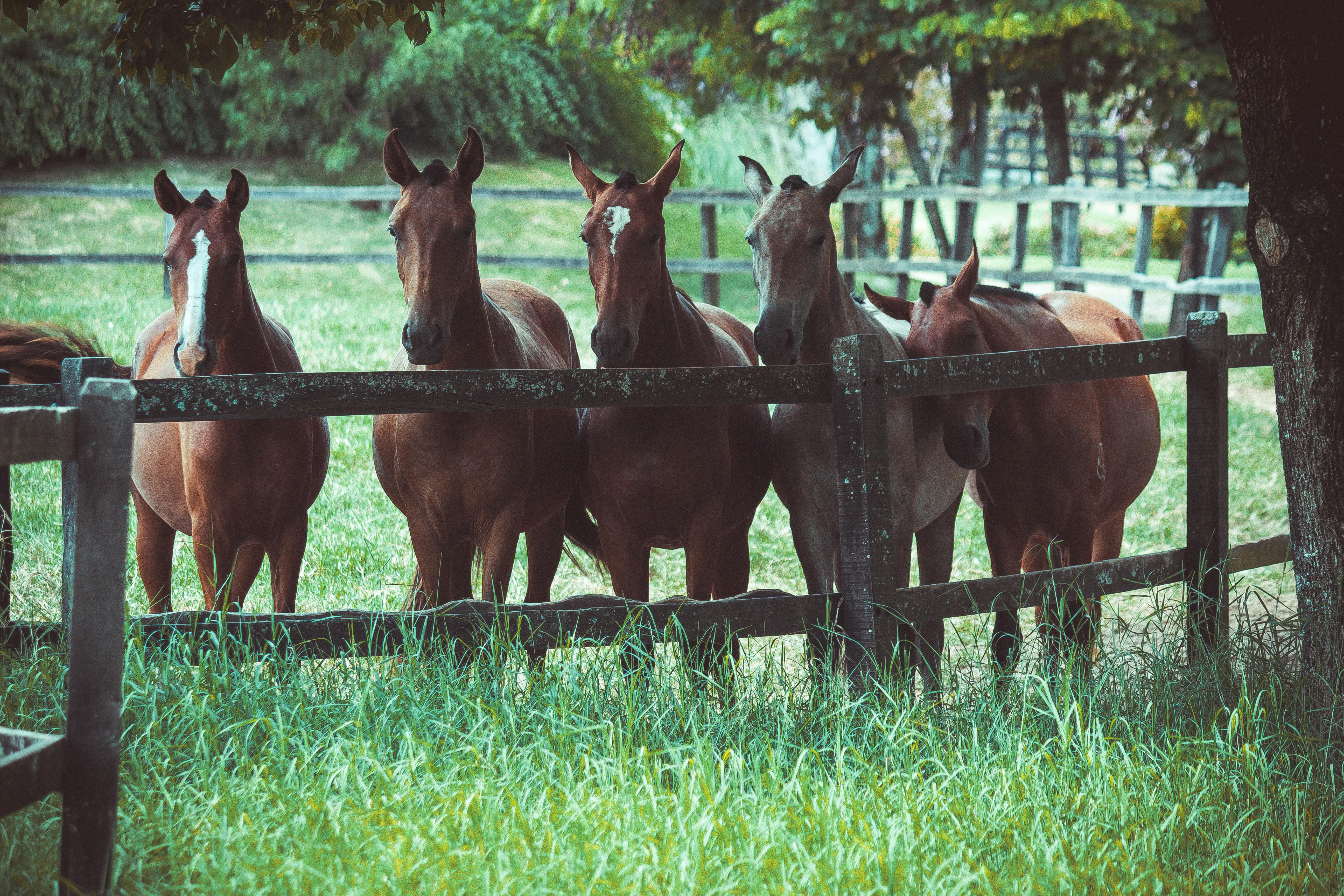 A photo of healthy horses