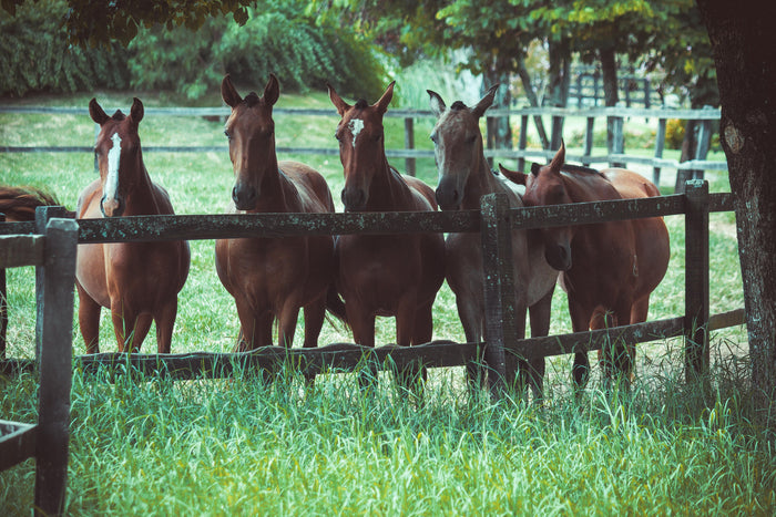 How to know what supplements to give your horse