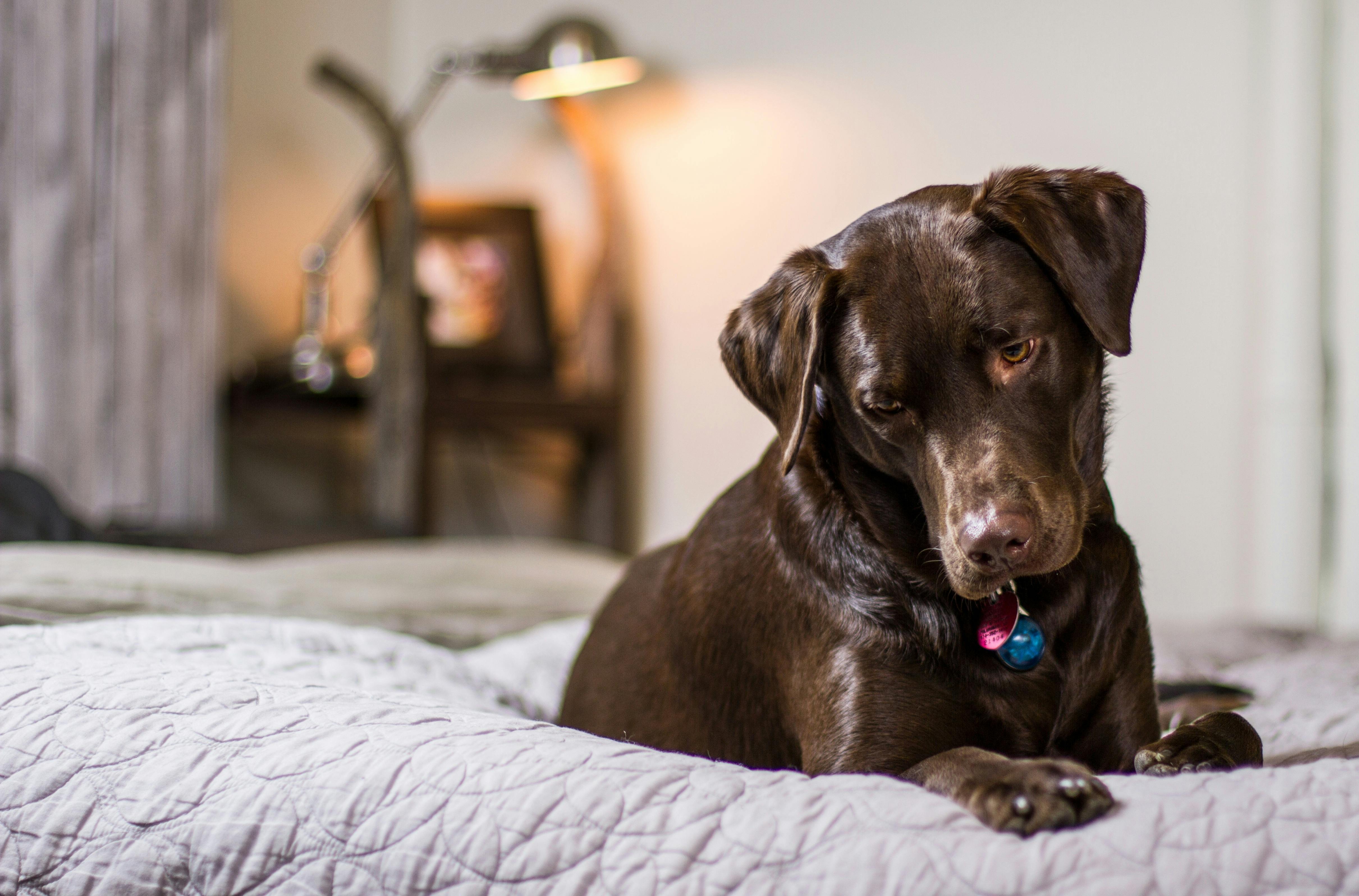 A photo of a bog on a bed