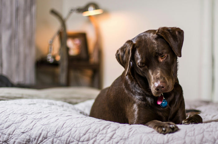 Choosing the right dog bed
