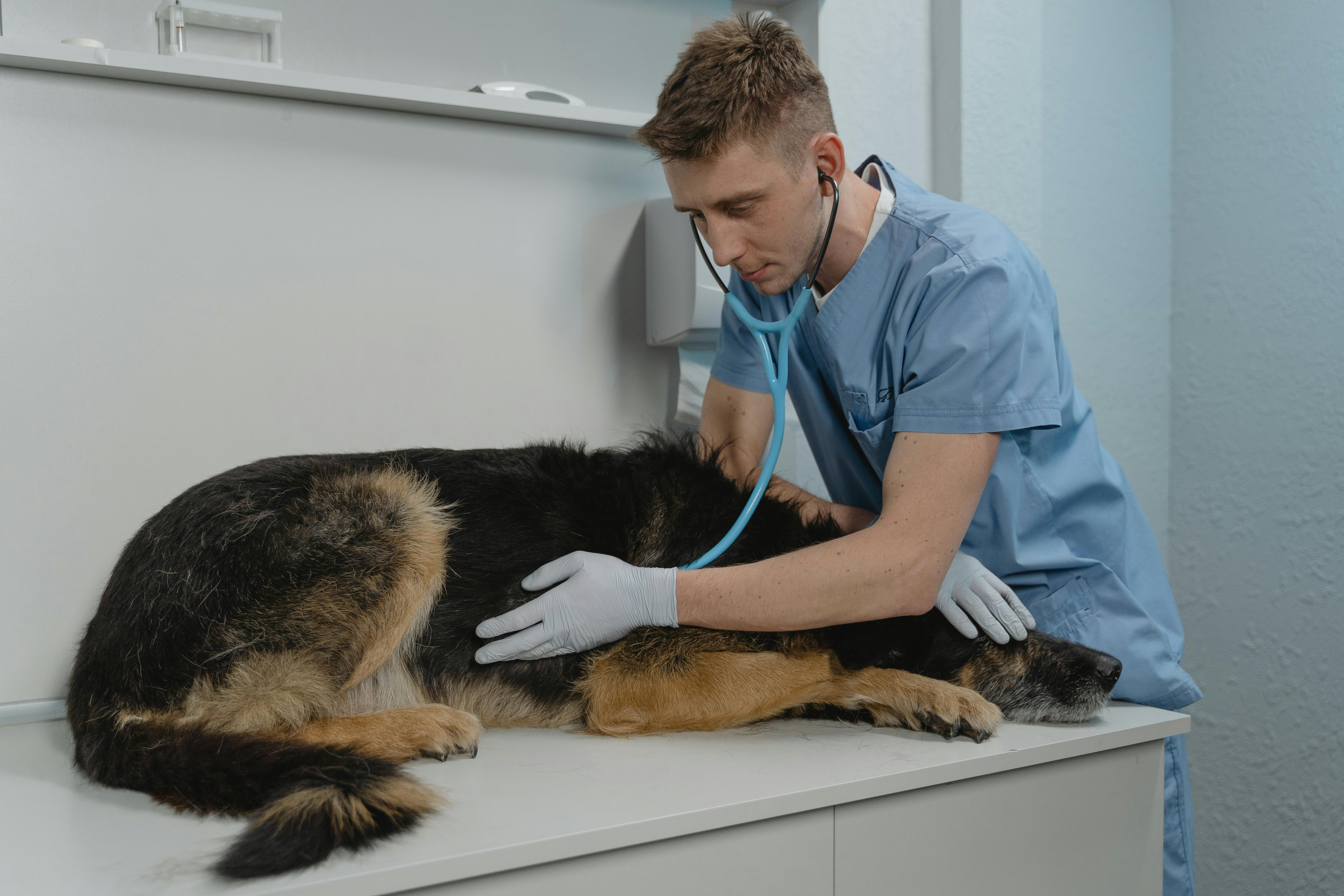 A photo of a dog at the vet