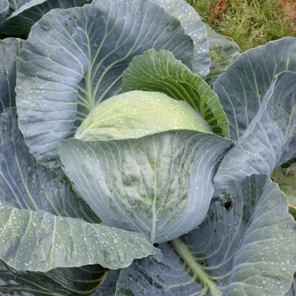 ES - CABBAGE BRUNSWICK