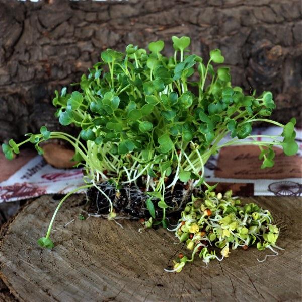 ES - DAIKON RADDISH