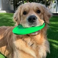 Toy Playbuddy Frisbee Large Green.