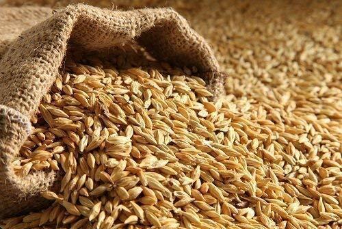 Barley Whole Clipped 50kg (Valemount)