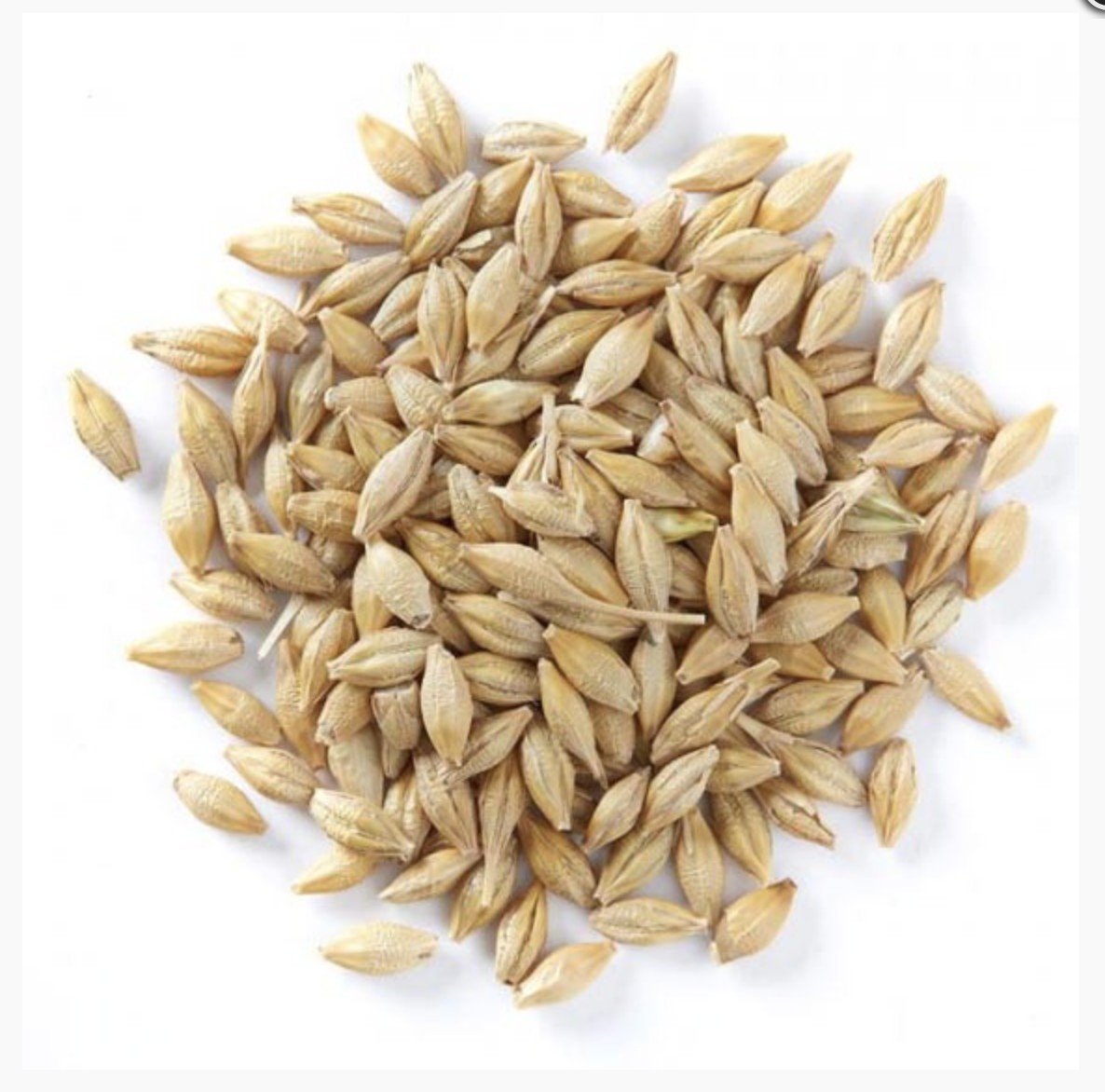 Barley Whole 5Kg (non-germinating)
