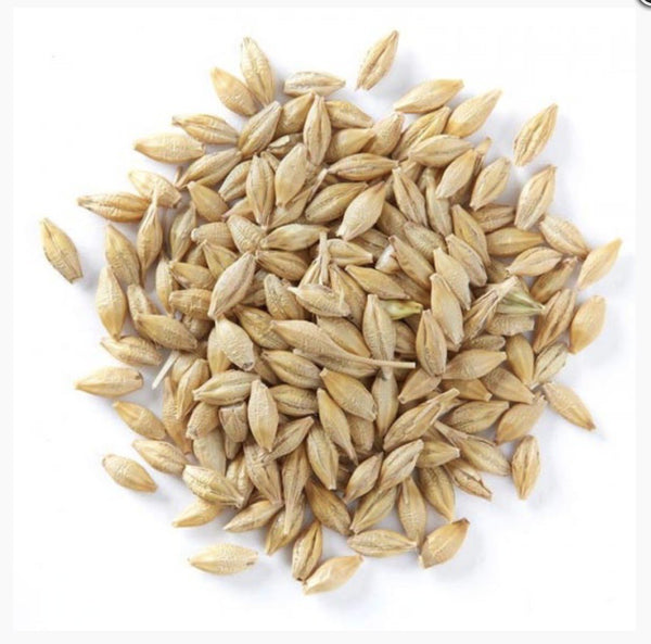 Barley Whole 5Kg (non-germinating)