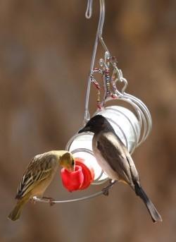 Bird Nectar Feeder Large (No 2)