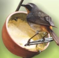 Pudding Feeder Special