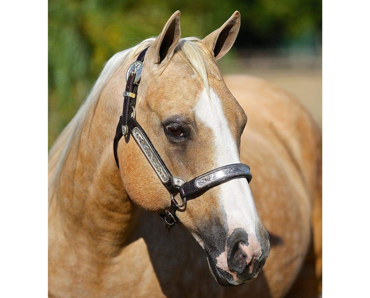 Breyer Ebony Shines & Foal