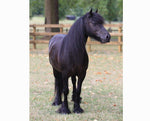Breyer Carltonlima Emma