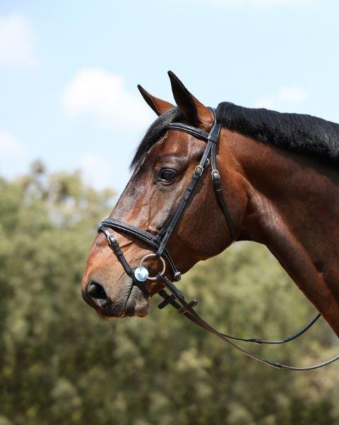 Black Fancy Raised & Stitched Flash Bridle