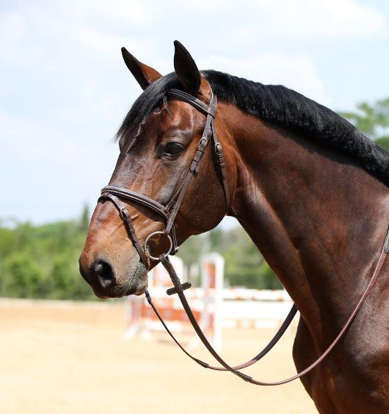 Brown Raised & Stitched Flash Bridle Tnt
