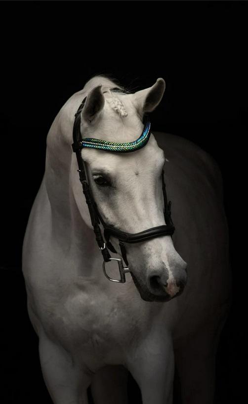 Equos Peacock Browband