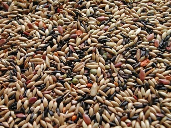 Canary Mix 25kg WESTERMAN'S