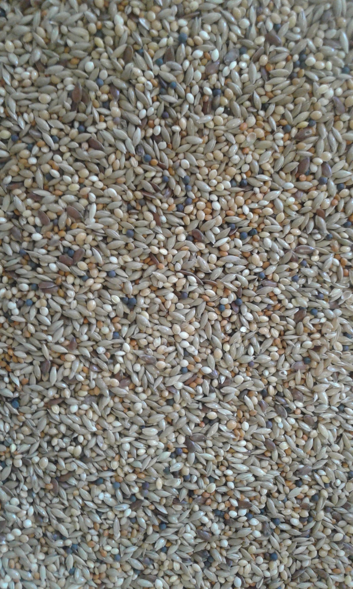 Canary Mix 10Kg