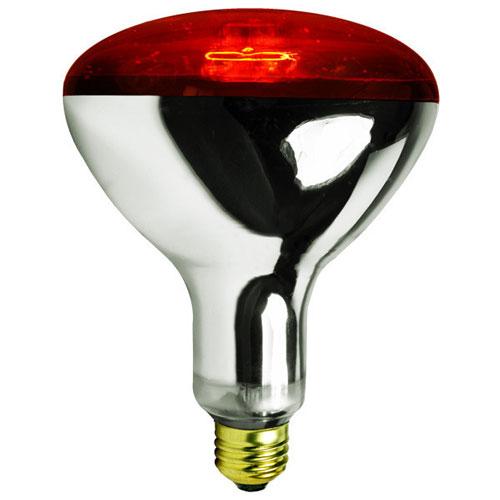 Chicken Infra Red Globe