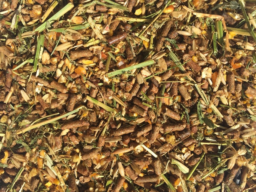EQUI 12% STUD & OATS 40KG
