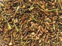 Equifeeds 15% Robertson Stud Meal