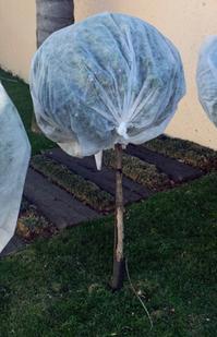 Frost Bags - 1.5m X 3m - 2 Pack