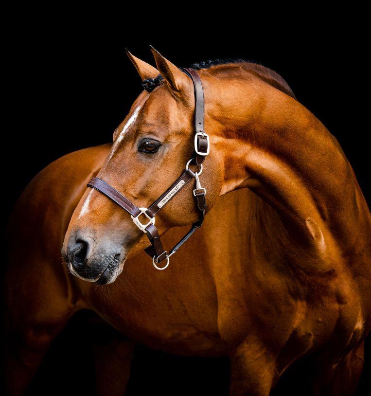 Horsewear Signature  Leather Headcollar Brown