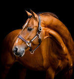 Horsewear Signature  Leather Headcollar Brown