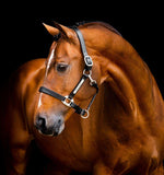 Hwi Signature Leather Headcollar Black