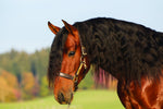 Horsewear Signature  Leather Headcollar Brown