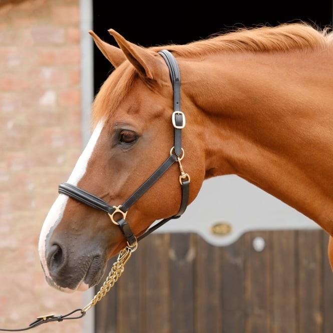 Brown Leather Headcollar With Brass Fittings