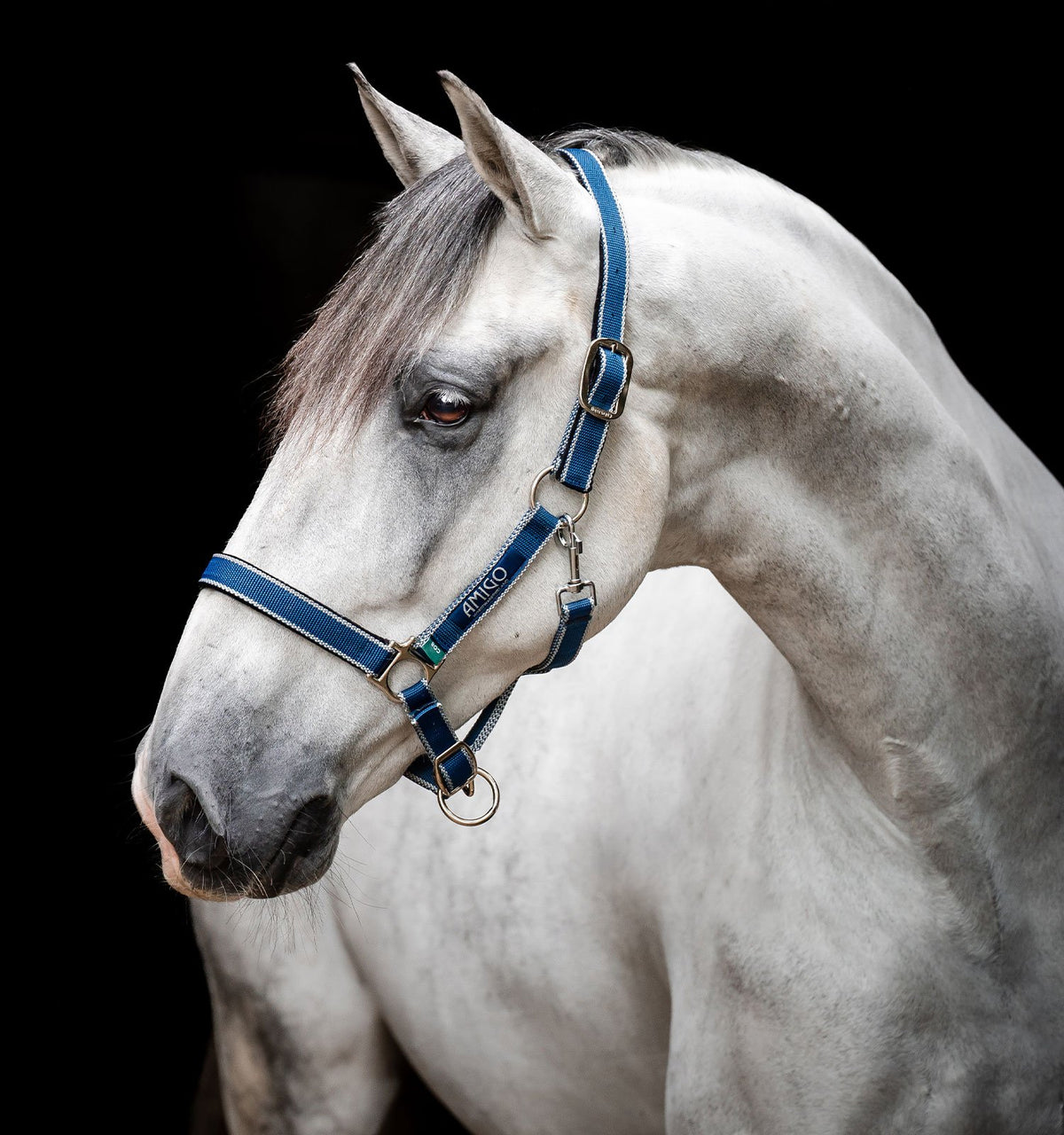 Amigo D/B Halter
