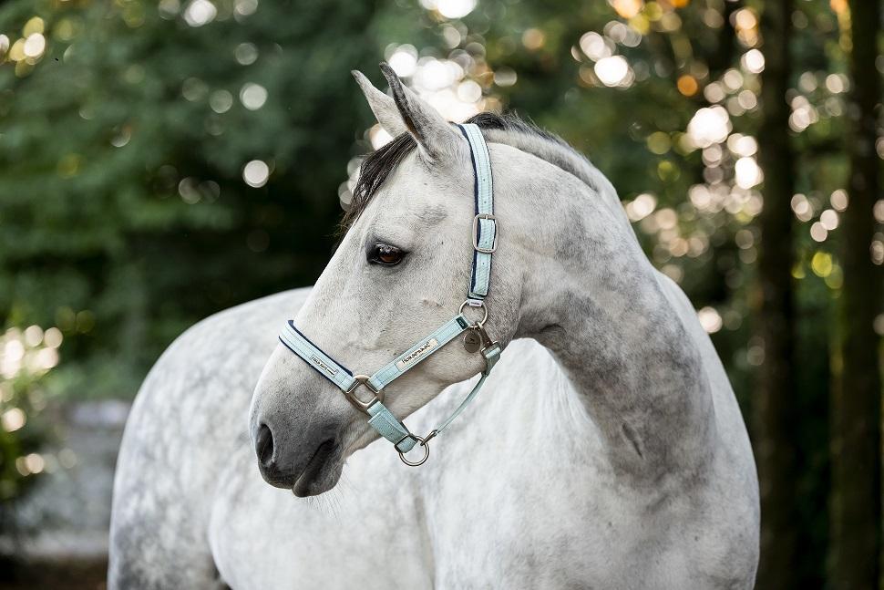 Hwi Fieldsafe Halter Blue Haze