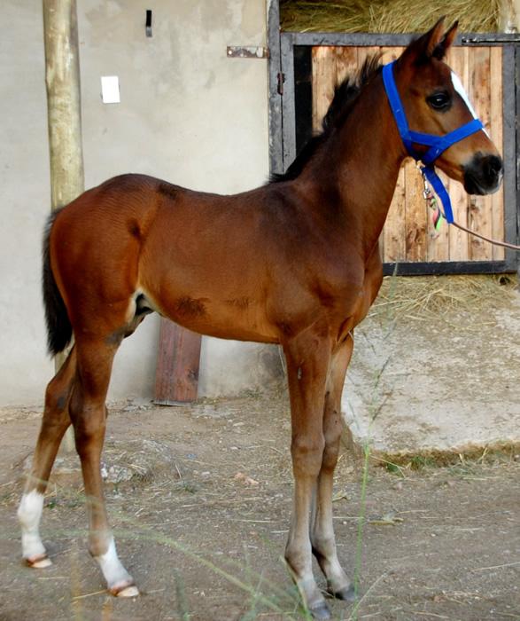 Foal Slip Halter