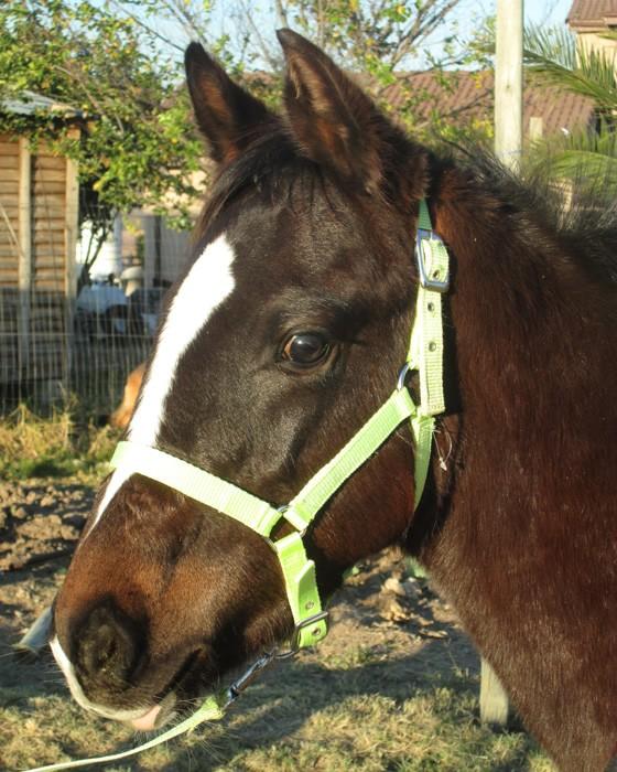 Foal Halter & Lead Nylon
